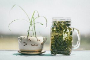 green leafed plant beside clear glass mg